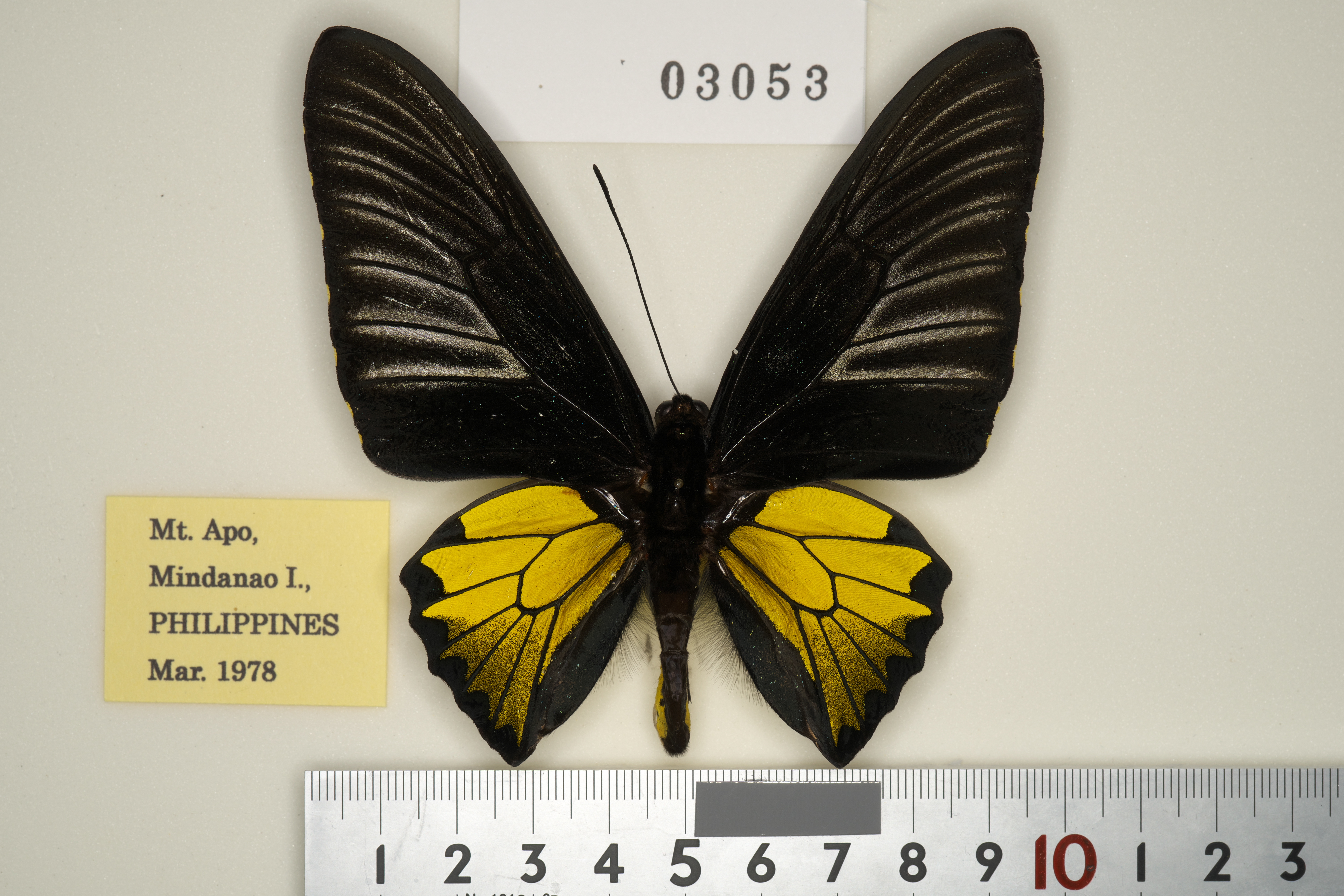 268-03053 | トリバネアゲハデジタル大図鑑（大屋崇コレクション）